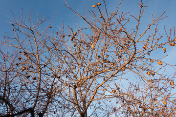 almonds in  tree