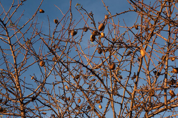 almonds in  tree