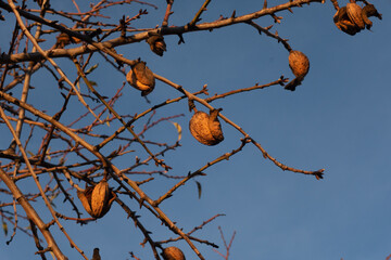 almonds in  tree