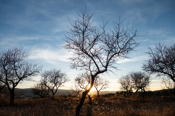tree at sunset