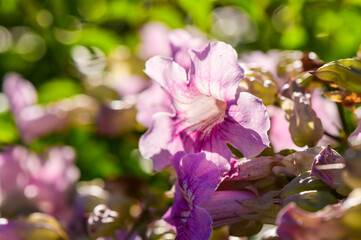 Pink trumpet flower, Bignonia rosa, also known as Podranea ricasoliana with a green background.