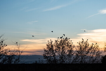 sunset and flying birds 