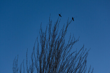 branch with birds on blue sky 