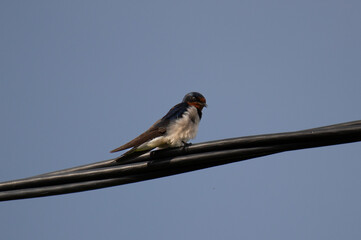 Swallows sunbathe on an electric cable