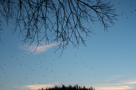 silhouette of tree and birds 