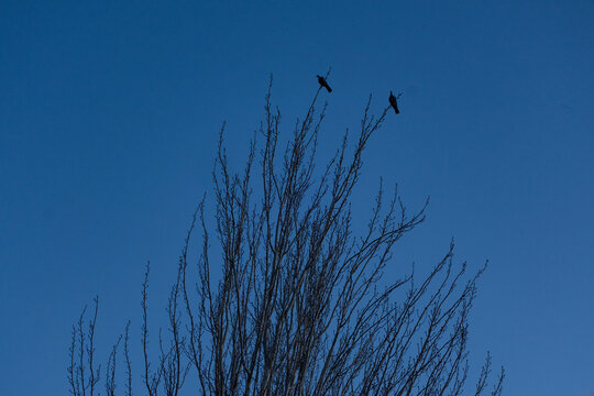 branch with birds on blue sky 