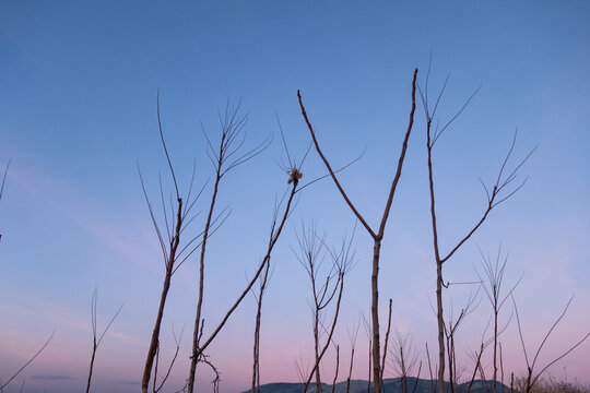 tree in the sky