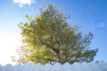 tree and sky