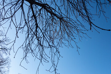 branches against sky