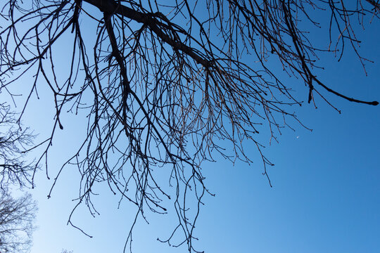 branches against sky