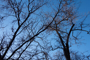 tree branches against sky