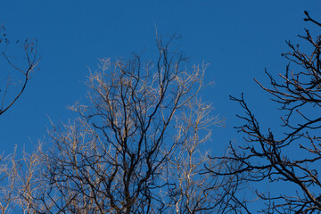 tree against sky