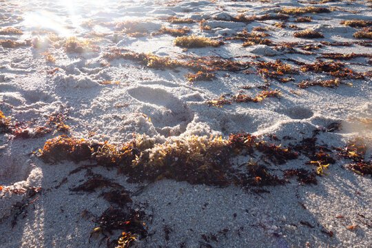 seaweed and sand 