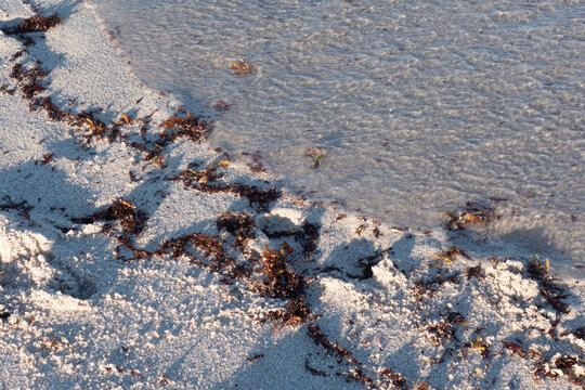 seaweed and sand 