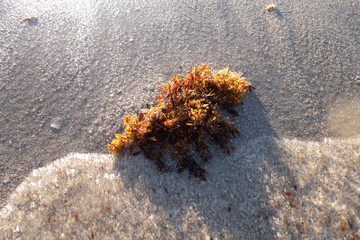 seaweed on the beach