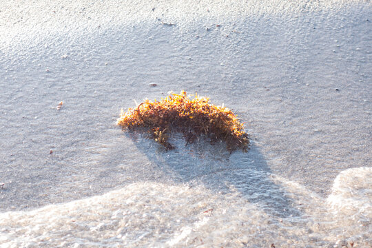 sea grass 
