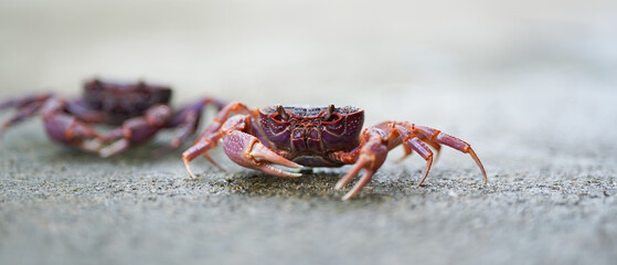 Crabs walking on sandy surface, showcasing their vibrant colors and details