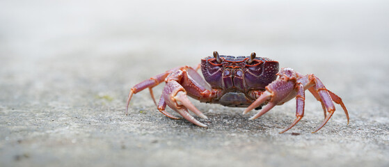 close up of crab walking on textured surface, showcasing its claws and details