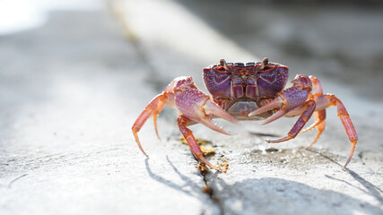 vibrant crab walking on concrete surface, showcasing its unique colors and features