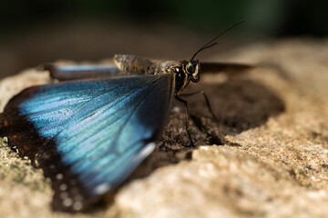 Blue Morpho Butterfly
