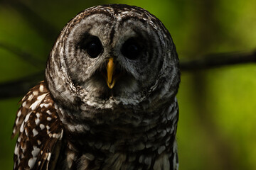 Barred Owl