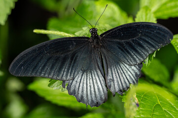 Great Mormon Butterfly