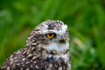 burrowing owl, Hello !