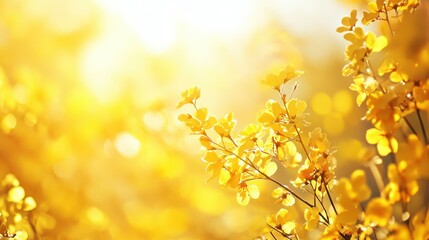 Obraz premium Golden sunlight illuminating delicate yellow flowers.