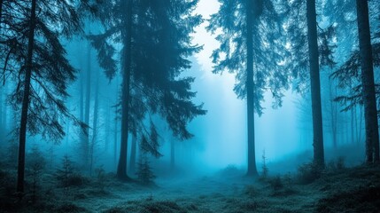 Fototapeta premium Misty forest with towering pine trees in early morning light.