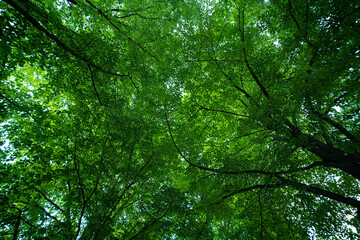 Green leaf background. Green leaf forest on blurred greenery background. Leaves background. Green nature background. Green leaf in forest. Leaves plants blurred backdrop.