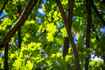 Leaves background. Green nature background. Green leaf in forest. Green leaf background. Green leaf forest on blurred greenery background. Leaves plants backdrop.