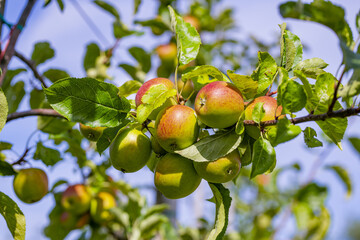Red apples on tree. Ripe red apple fruits in apple orchard. Fresh red apples on tree branches. Autumn and Harvest Concept. Apple garden.
