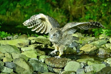好物の魚を捕まえて飛び出してきたシマフクロウ