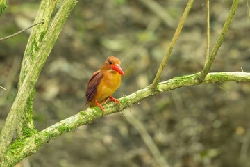 木陰で潜むように休憩するアカショウビン