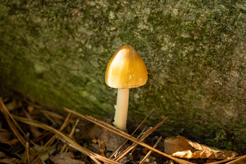 mushroom in the forest