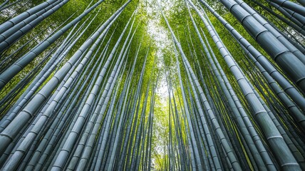 Fototapeta premium Traveler visiting the ancient temples of Kyoto, surrounded by bamboo forests and traditional Japanese architecture Kyoto temples, bamboo forest, serene travel