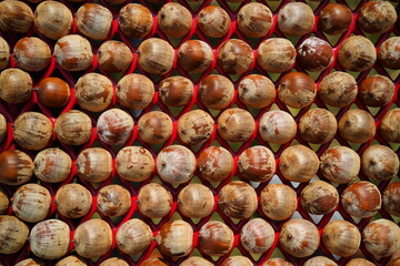 Red oak acorns collected in late autumn.