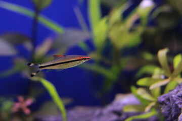 The Denison barb freshwater fish -  (Dawkinsia denisonii) 