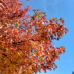 autumn leaves against blue sky