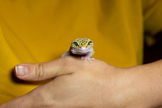 The lizard smiles.  Portrait of a gecko that sits on a hand on a yellow background