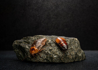 two large exotic cockroaches on black textured stone