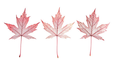 Red Sugar Maple Leaves Displayed on a White Background Generative AI