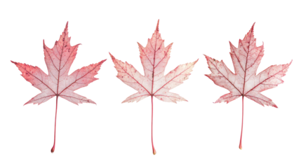 Red Sugar Maple Leaves Displayed on a White Background Generative AI