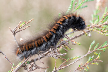 Raupe des Brombeerspinners -Macrothylacia rubi
