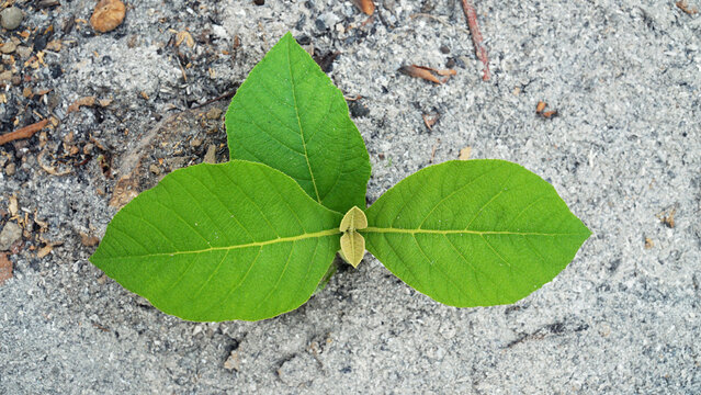 Teak tree shoots grow in soil full of ash. Fresh green leaves. Focus selected