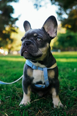 Fototapeta premium Dog, french bulldog puppy in park, outside, on leash, sitting on grass, blue french bulldog