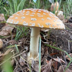 mushroom in the forest