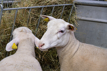Salon de l'agriculture - Paris 2023