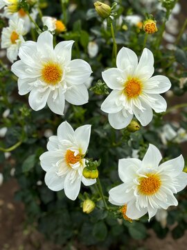 White Single Bloom Dahlias in dark green foliage
