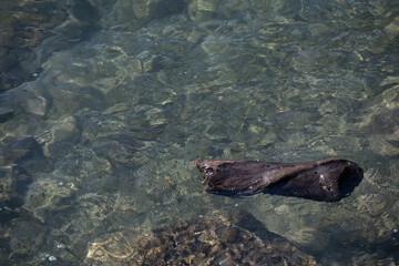 海に浮かぶ流木